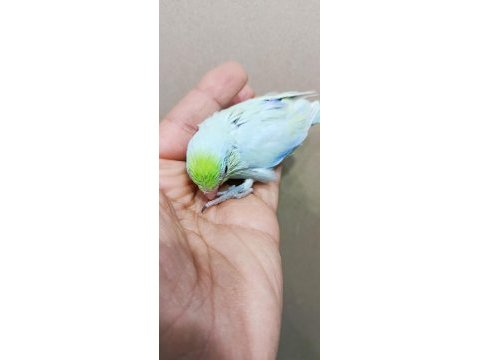 Görsel şölen turkuaz erkek cep papağanı