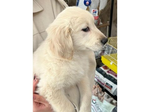 Son golden retriever dişi yavru yeni yuvasını arıyor