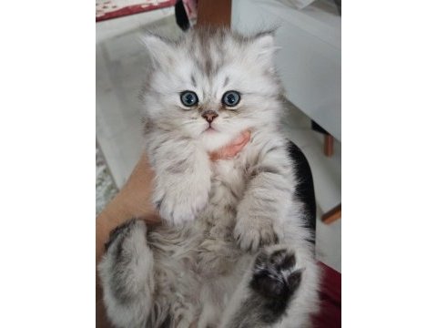 British longhair kedilerim sahipleri bekliyor