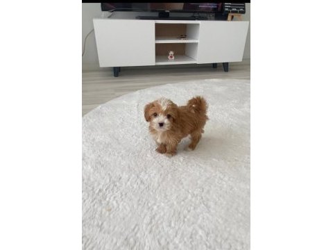 Minik sakin tatlı poodle köpüş