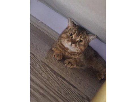 Tonton kedimiz yeni yuvasına gitmeye hazır