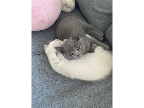 İki british shorthair kedimizi sahiplendirmek istiyoruz