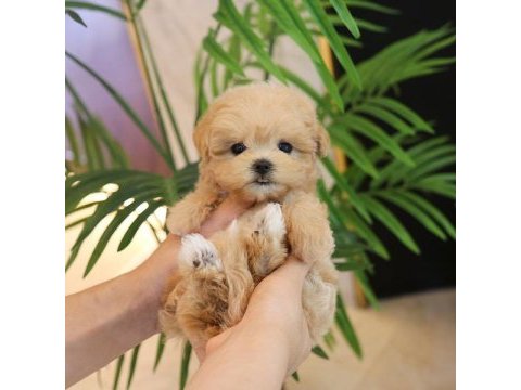Hipoalerjenik maltipoo bebeklerimiz