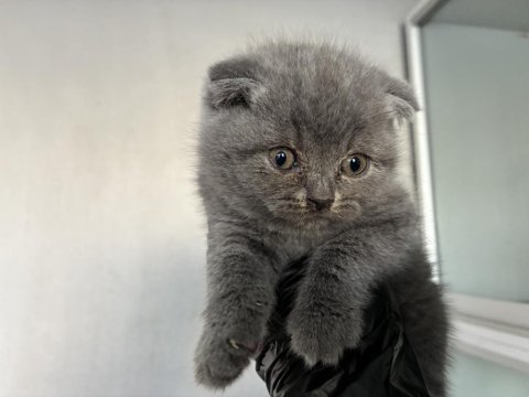 Top kafa sıfır burun scottish fold