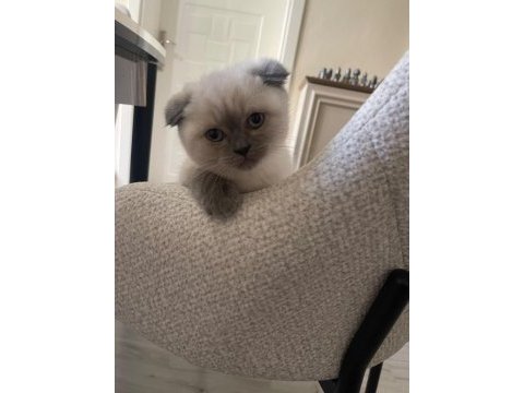 Scottish fold blue point yavrumuz
