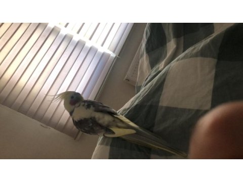 2 yaşında erkek sultan papağanı