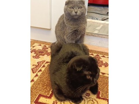 3 aylık scottish fold yavrular sahiplendirilecektir