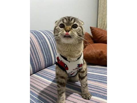 Evcil uysal 1 buçuk yaşında scottish fold