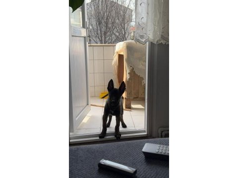 A kalite belçika malinois yavrusu 3 aylığa yakın