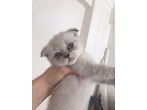 2 aylık scottish fold hareketli sipsiler