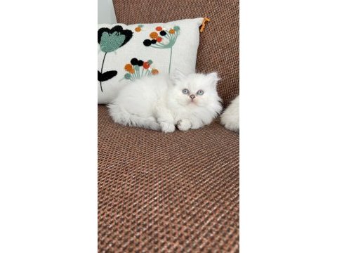 Kar topu sevenlere bebek kedilerim