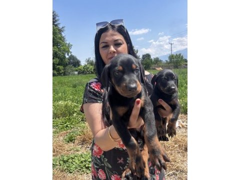King doberman yavrularım