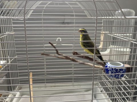 Mozambik green finch