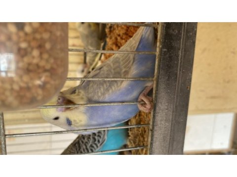 Bebek muhabbet kuşları
