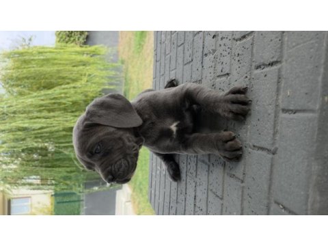 2 aylık erkek cane corso köpekler siyah dişiler blue