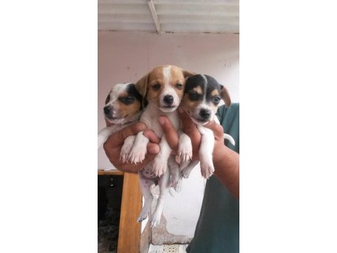 Kısa bacaklı jack russell yavrularımız