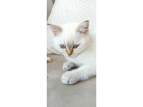 Blue point british shorthair yavrularımız yuva arıyor