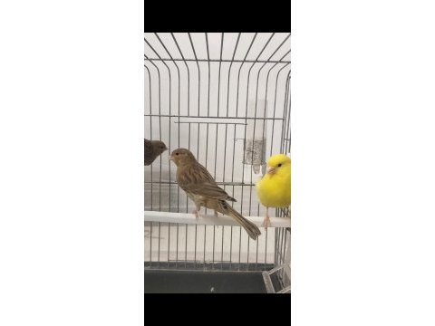 Kahverengi kula yavru kuşlar