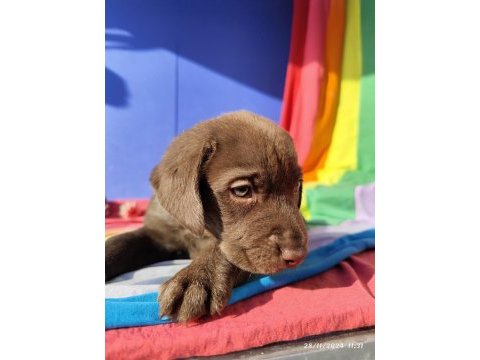 Üreticiden a plus kalite labrador yavrular