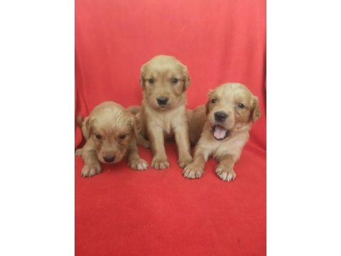 Kaliteli golden retriever yavrularimiz