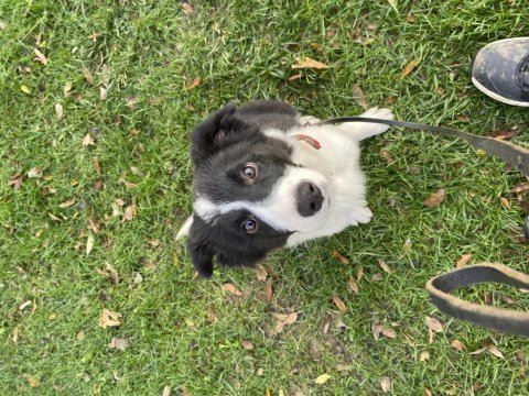 Eğitimli yavru border collie