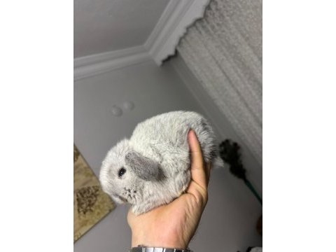 Hollanda lop tavşanları ve cüceler