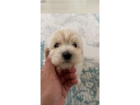 Orjinal maltese terrier yavrularımız