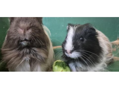 2 aylık erkek ginepigler