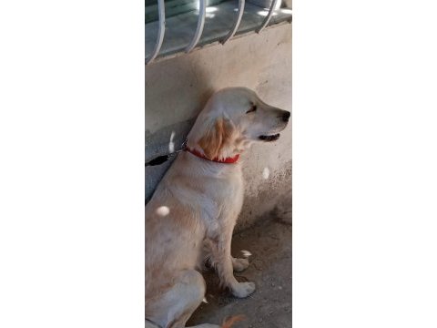 Golden 8 aylık