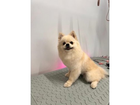 Sahibinden pomeranian 1 yaşında