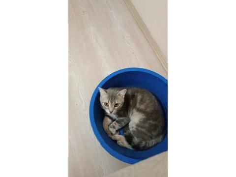 Kısırlaştırılmamış dişi kedim