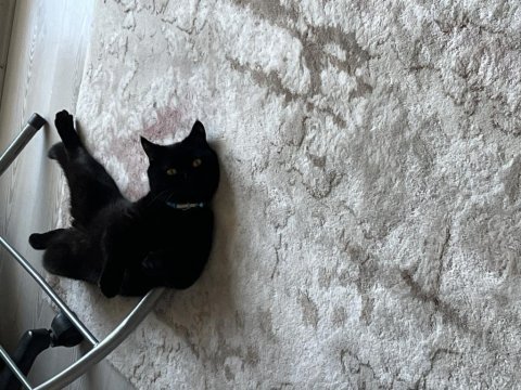 British shorthair çok sakin