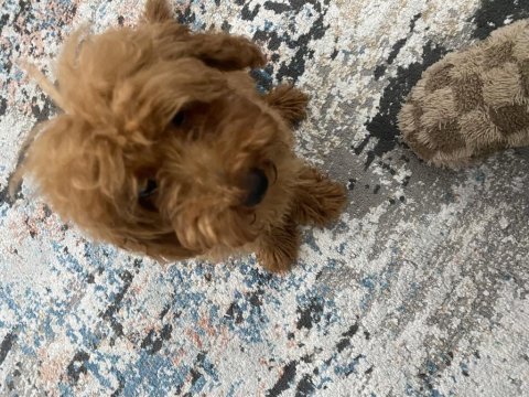 Toy poodle 4 aylık 17 puan