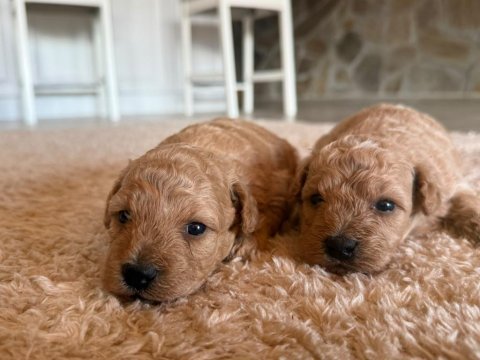 Maltipoo yavrular