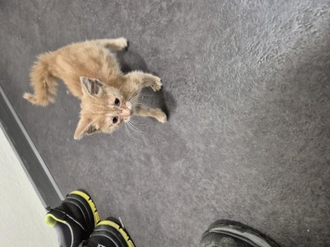 Minik bebek yuvasını arıyor