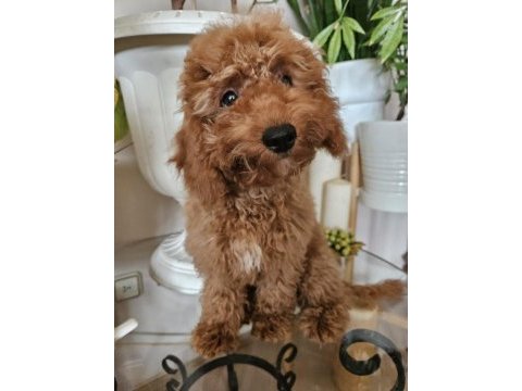 Ev ortamından red toy poodle yavru