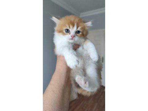 Teslime hazır minnoş kedilerim
