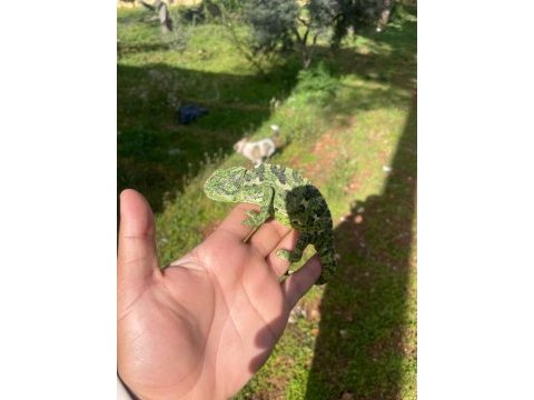 Evcil yavru elde oyun seven renk değiştiren bukalemun