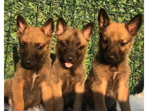 Irk ve sağlık garantili malinois