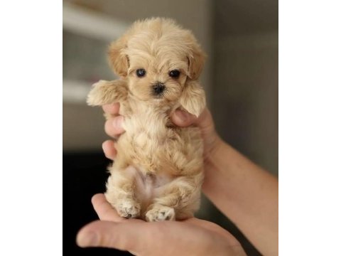 Kore teacup maltıpoo yavrularımız