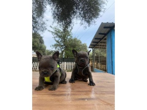 Premium kalite french bulldog yavrusu