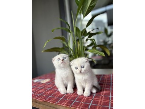 Bebek yüz scottısh fold yavrularım 