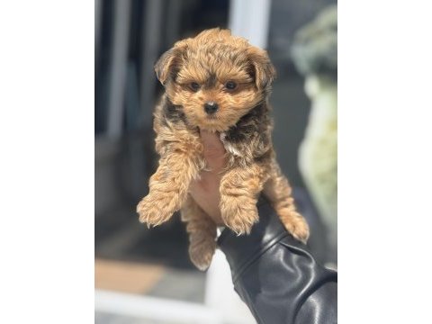 Show kalite tea cup morkie yavrular ziyarete açık