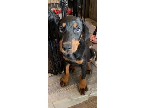 Irkının en iyisi doberman yavrular kapıda ödeme mevcut