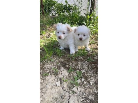 Dost canlısı küçük ırk dişi ve erkek süs köpeği