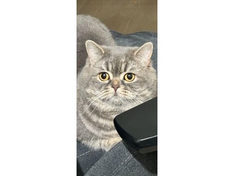2 yaşında oyuncu british shorthair