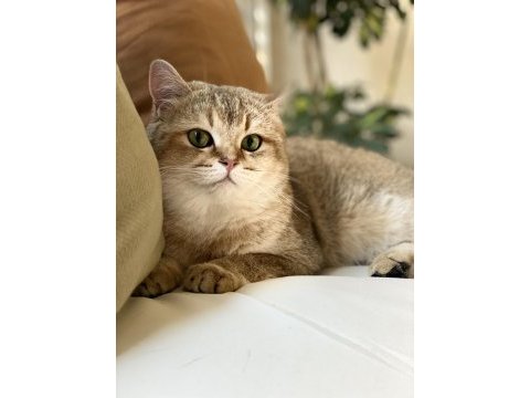 British shorthair golden british shorthair