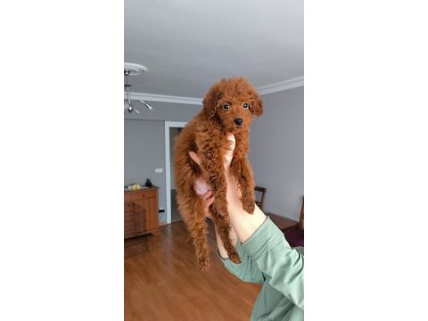3,5 aylık dişi toy poodle yavrusu