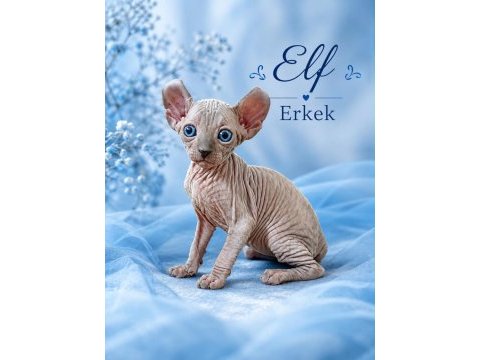 Dwelf, elf, bambino ve normal kanada sfenks yavrular