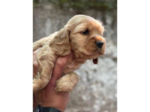 Cocker bebekler